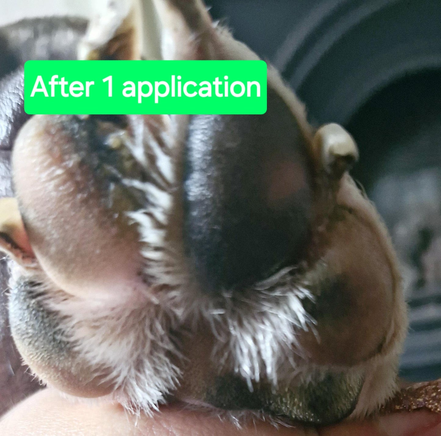 Natural Paws & Nose Balm